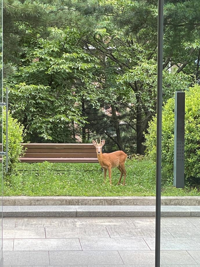 다음 사진은 어떤 동물일까요? _ 두번째